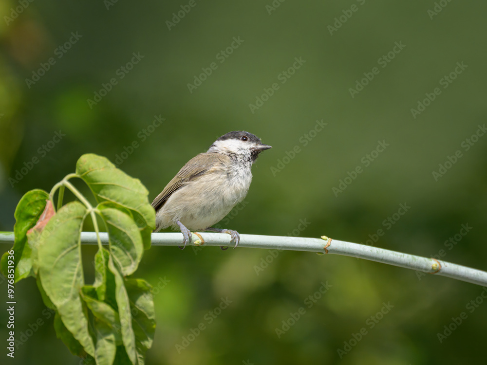 A Marsh Tit sitting on a small branch A Marsh Tit sitting on a small branch