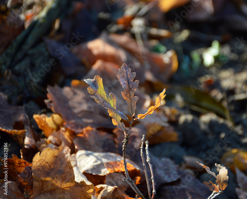 small oak sprout with yellow autumn leaves in the rays of the sun at sunset. walks in the fresh air through the autumn forest or park. beauty in nature. bright autumn background wallpaper