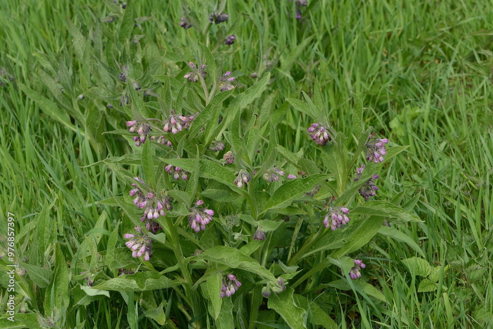 Beinwell, Gewöhnlicher, Symphytum officinale Beinwell, Gewöhnlicher, Symphytum officinale