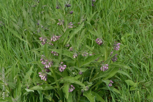 Beinwell, Gewöhnlicher, Symphytum officinale photo