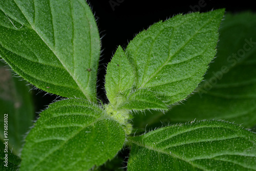 Ackerminze,  Mentha arvensis L. photo