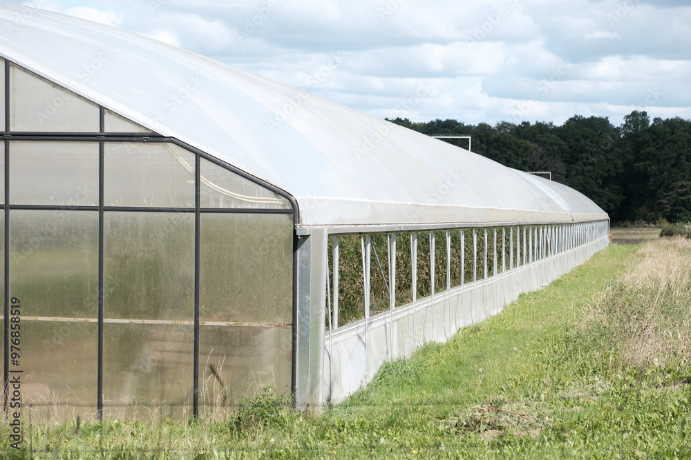 Greenhouse with tomatoes. Large greenhouse with vegetables. Greenhouse with tomatoes. Large greenhouse with vegetables.