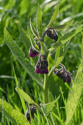 Beinwell, Gewöhnlicher, Symphytum officinale photo