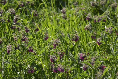 Beinwell, Gewöhnlicher, Symphytum officinale photo