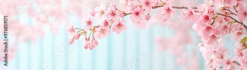 Delicate Pink Cherry Blossoms on a Light Blue Background.