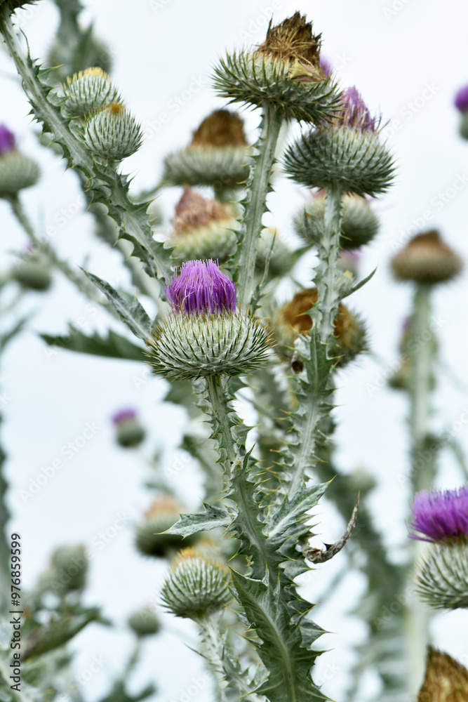 Distel, Gewöhnliche Eselsdistel,  Onopordum acanthium