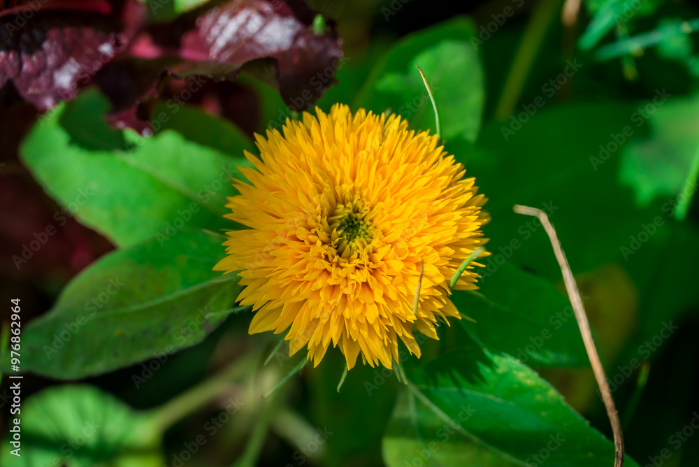 Beautiful flowers growing in the autumn garden Beautiful flowers growing in the autumn garden