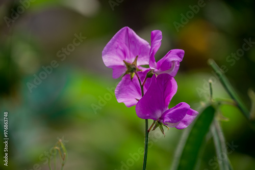  Beautiful flowers growing in the autumn garden