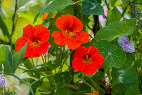 Beautiful flowers growing in the autumn garden photo