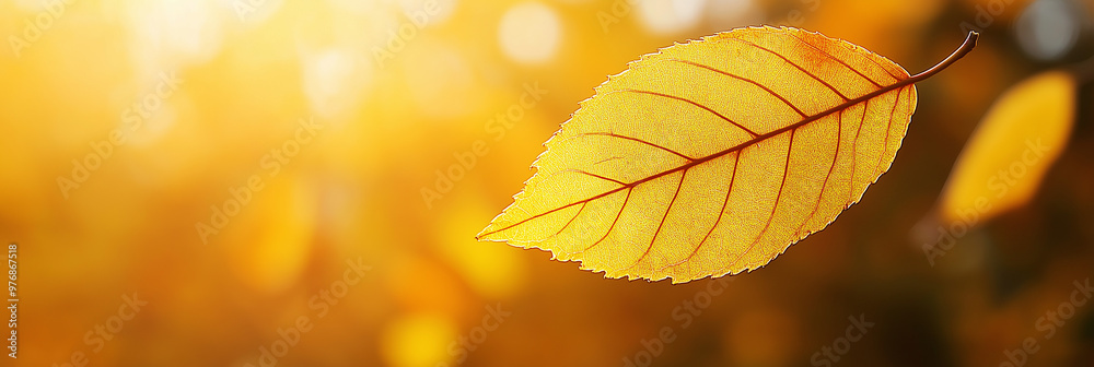 Warm autumn leaf background with golden sunlight and bokeh effects