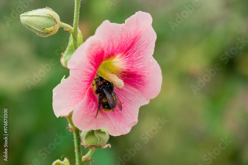 Beautiful flowers growing in the autumn garden photo