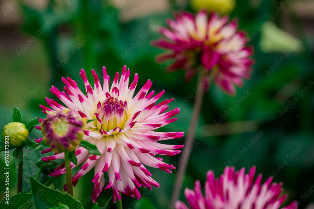 Obraz premium Beautiful flowers growing in the autumn garden