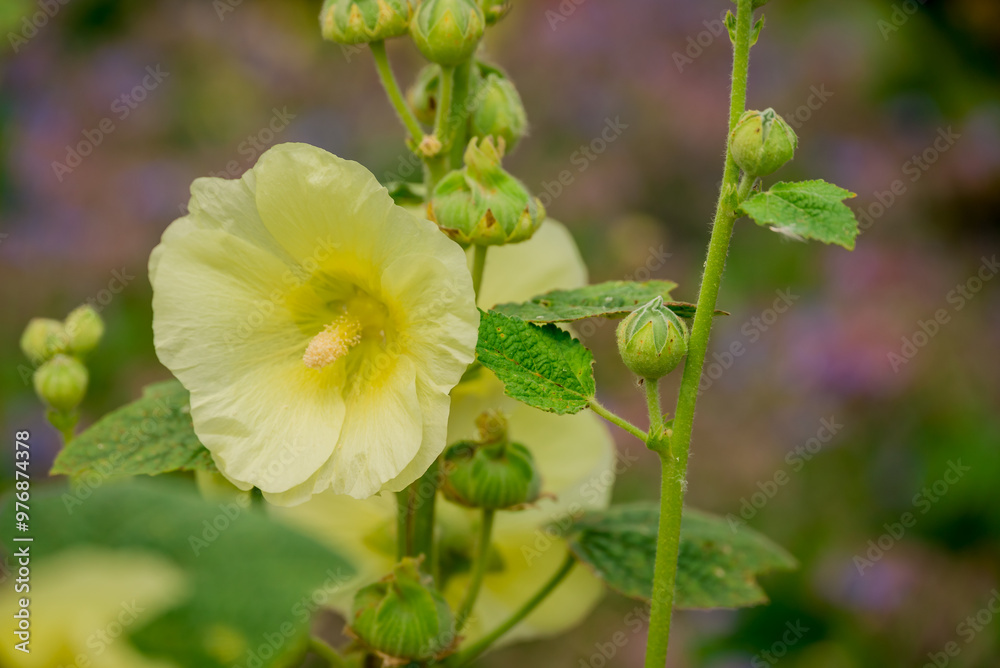 Beautiful flowers growing in the autumn garden Beautiful flowers growing in the autumn garden