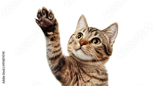 Adorable tabby kitten isolated on a white background