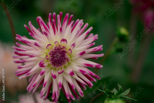 Beautiful flowers growing in the autumn garden