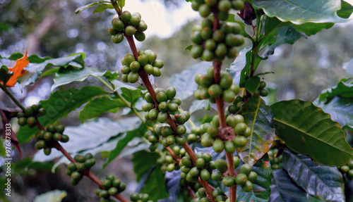 фотографія Close up Green seed berries harvest arabica coffee garden