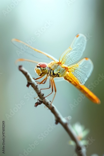 Macro shot of dragonfly in 4k ultra HD High Quality