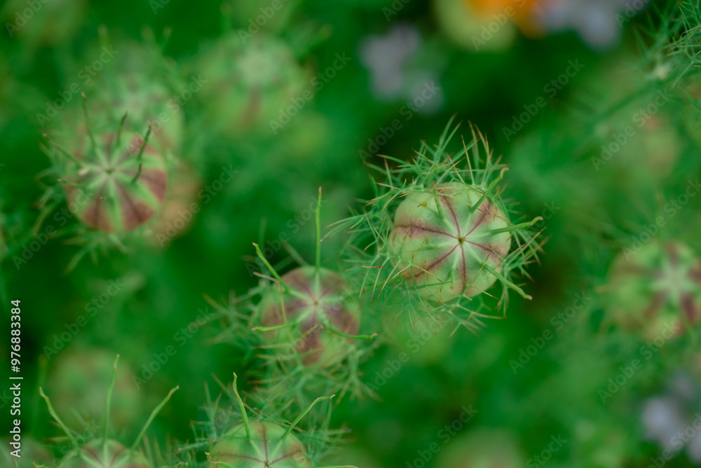 Beautiful flowers growing in the autumn garden Beautiful flowers growing in the autumn garden