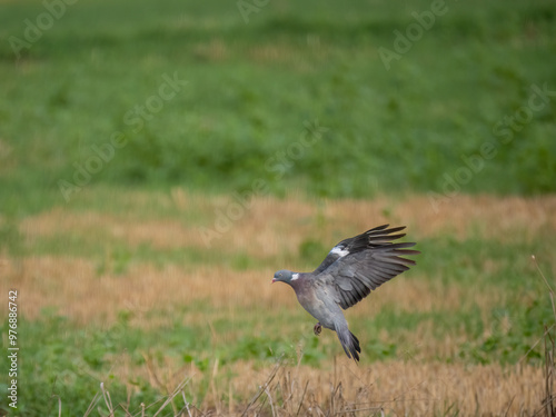 Ringeltaube (Columba palumbus) photo