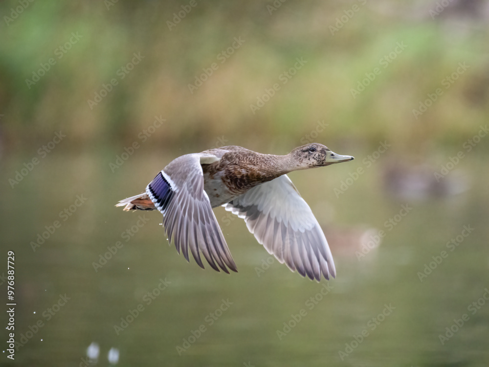 Obraz premium Stockente (Anas platyrhynchos)