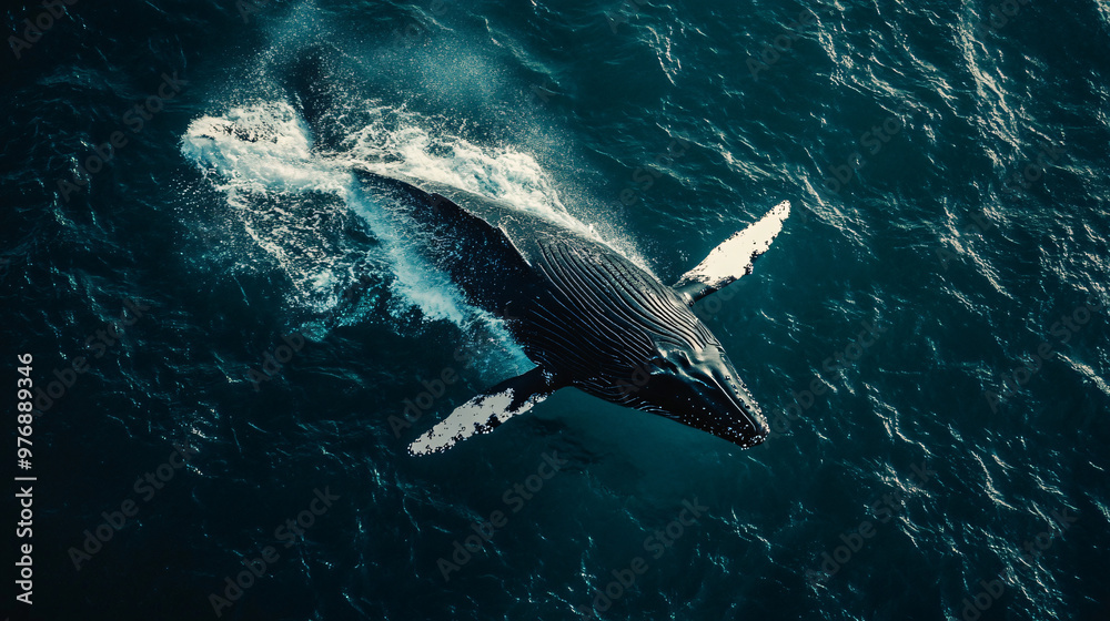 Fototapeta premium A majestic whale breaching the surface of the ocean.