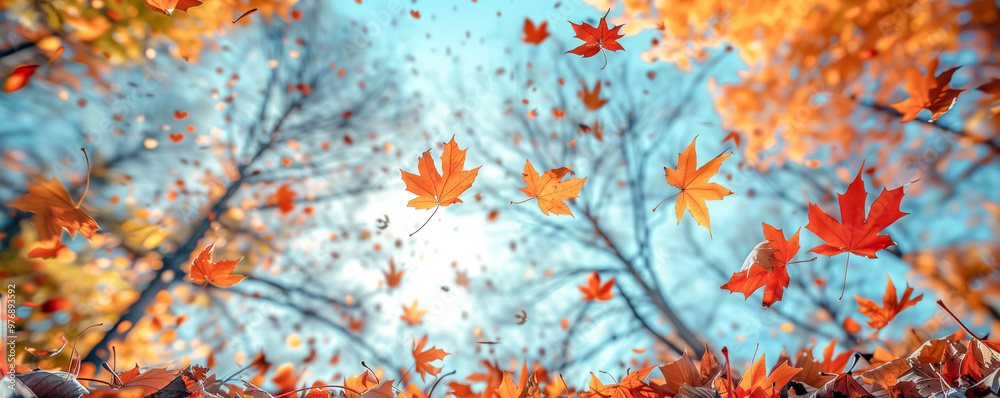 Bottom up panorama of many colourful autumnal maple leaves falling from the trees in beautiful park. Low angle view. Bottom up panorama of many colourful autumnal maple leaves falling from the trees in beautiful park. Low angle view.