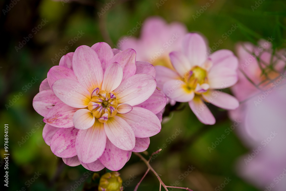 Beautiful flowers growing in the autumn garden Beautiful flowers growing in the autumn garden