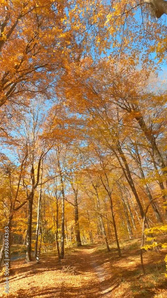 Flying FPV drone in picturesque autumn forest outside. Beautiful sun rays shining in colored yellow golden woods. Bright sky. Travel concept. Flying FPV drone in picturesque autumn forest outside. Beautiful sun rays shining in colored yellow golden woods. Bright sky. Travel concept.