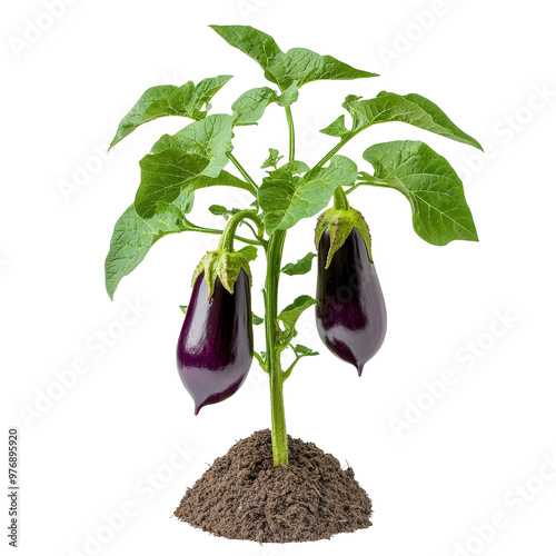 Fresh eggplant plant with ripe fruits and green leaves