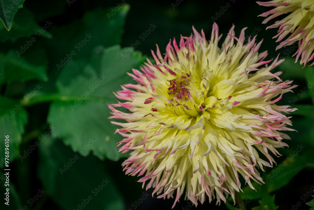 Beautiful flowers growing in the autumn garden Beautiful flowers growing in the autumn garden