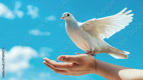 White dove in hands against blue sky. Symbol of peace, International Day of Peace photo