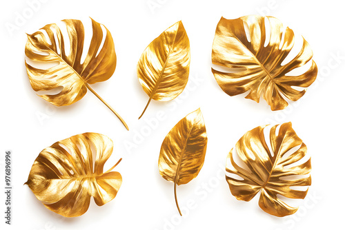 Golden monstera leaves from the tropics, set against a white backdrop