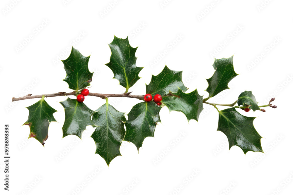 christmas twig of holly isolated on white or transparent png christmas twig of holly isolated on white or transparent png