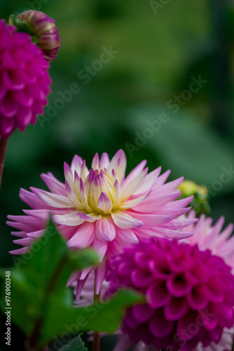Beautiful flowers growing in the autumn garden