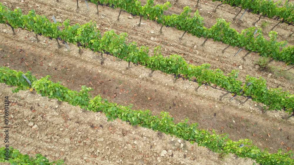 Circular aerial view over rows of vineyards with black grapes in the Chianti Classico area in the countryside near Florence. Harvest period in Tuscany, Italy