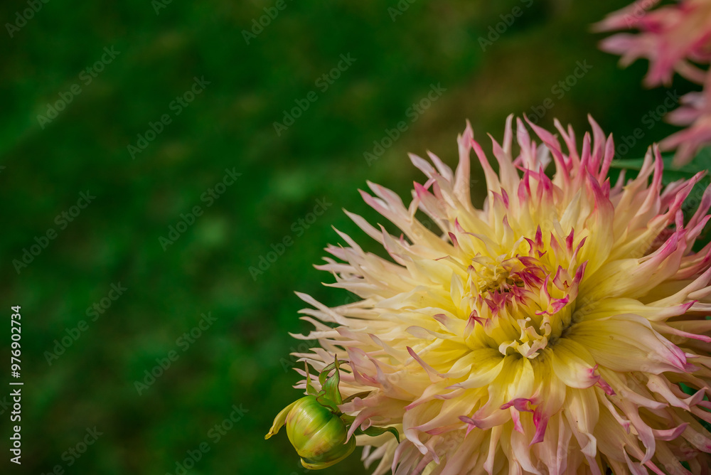 Beautiful flowers growing in the autumn garden Beautiful flowers growing in the autumn garden