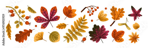 Fall leaf set. Autumn leaves, branches, rowan berries, foliage. Forest decorations. Natural design elements bundle. Botanical floral collection. Flat vector illustration isolated on white background