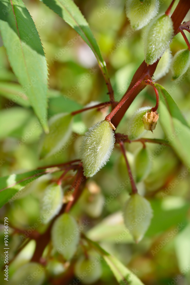 Fototapeta premium Garden balsam fruit