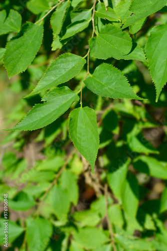 Wallpaper Mural Winged elm leaves Torontodigital.ca