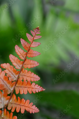 Koidzumis Autumn Fern leaf photo