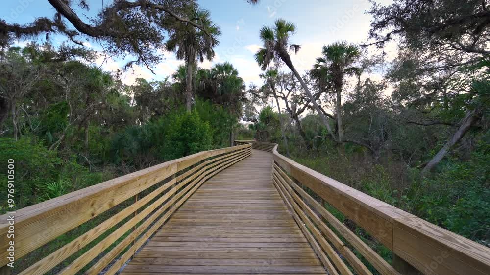 Tropical rainforest walking boardwalk trail. Exploration of Florida jungles with green palm trees and wild vegetation in southern USA Tropical rainforest walking boardwalk trail. Exploration of Florida jungles with green palm trees and wild vegetation in southern USA