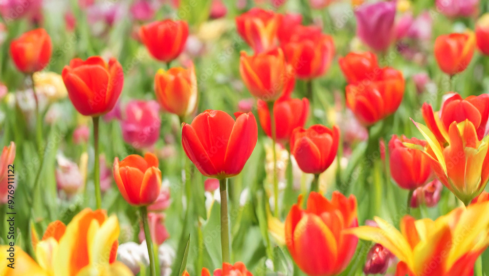 Vibrant red and yellow tulips blooming in a colorful spring garden Vibrant red and yellow tulips blooming in a colorful spring garden