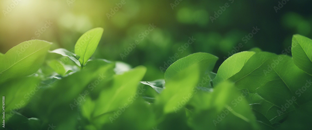 Green leaves background Green leaves background