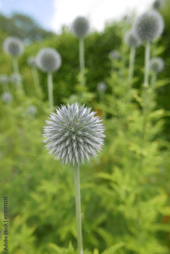 Spherical Thistle White Flower Spherical Thistle White Flower