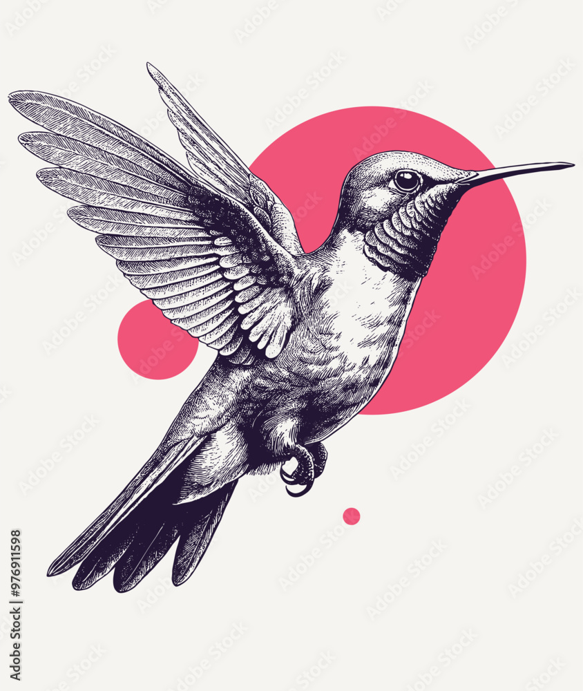 Vintage engraving of a hummingbird