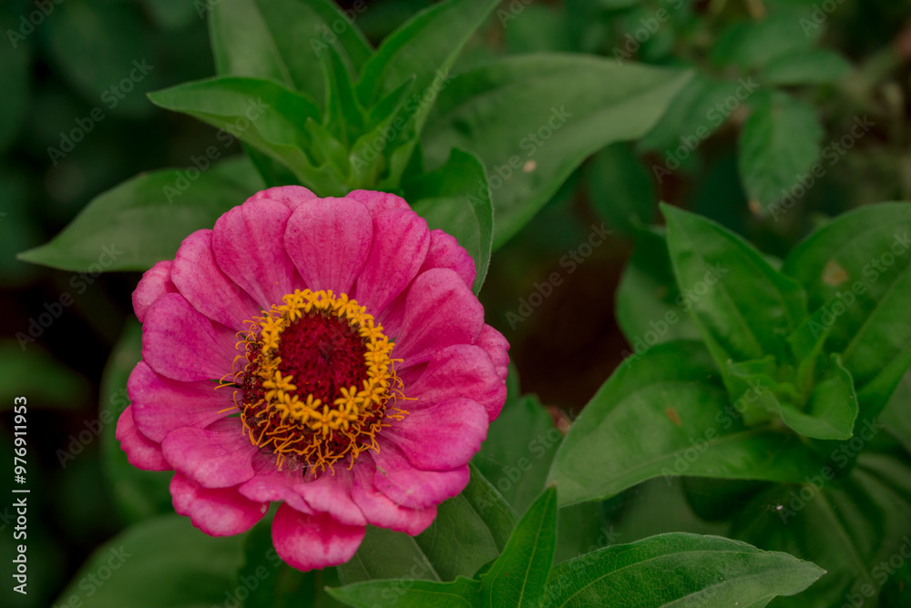 Beautiful flowers growing in the autumn garden Beautiful flowers growing in the autumn garden