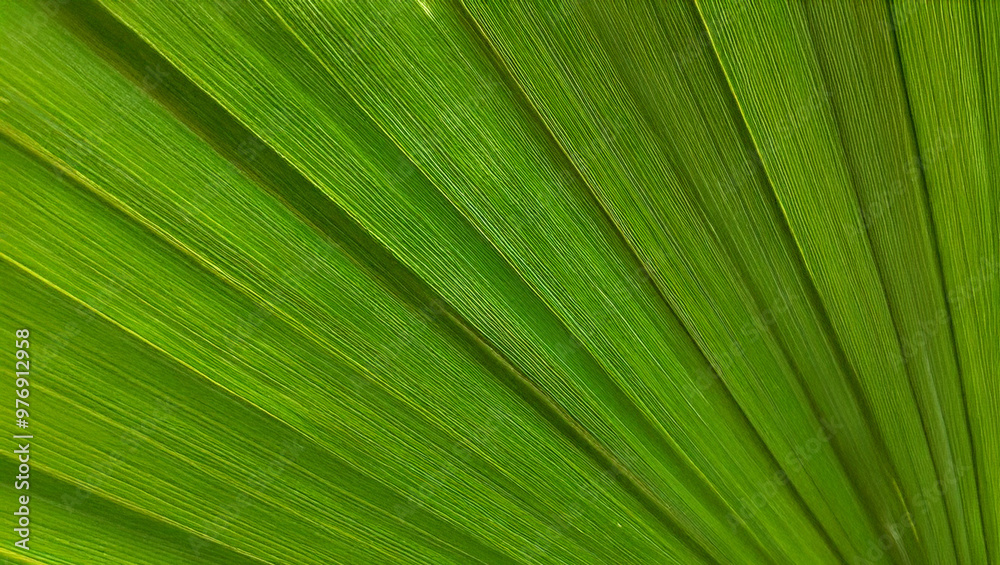 Close-up of Green Palm Leaf Close-up of Green Palm Leaf