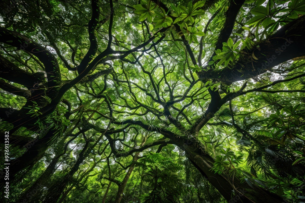 Enchanting Rainforest Canopies Enchanting Rainforest Canopies