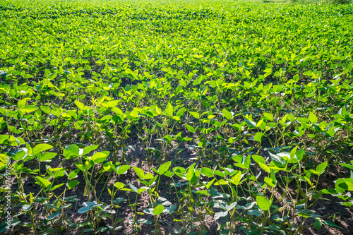 Soybean field, with soybean plants that are growing
 photo