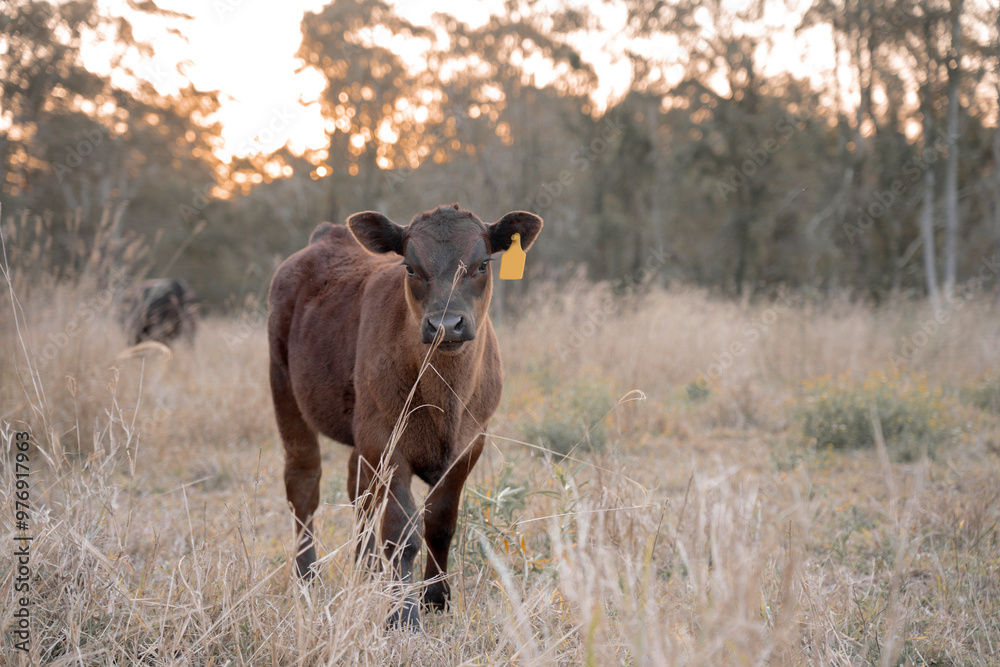 Calf in a field at sunset. Dry long grass. Australian Cattle. Calf looking directly at the camera through long grass in Australia. Calf in a field at sunset. Dry long grass. Australian Cattle. Calf looking directly at the camera through long grass in Australia.